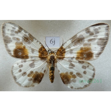 Abraxas sylvata (Scopoli, 1763) Plamiec leśniak Czech6j